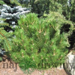Borovica čierna Nana, 30/40 cm, v črepníku 5l Pinus nigra Nana