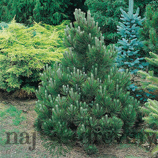 Borovica čierna Nana, 80/100 cm, v črepníku Pinus nigra Nana