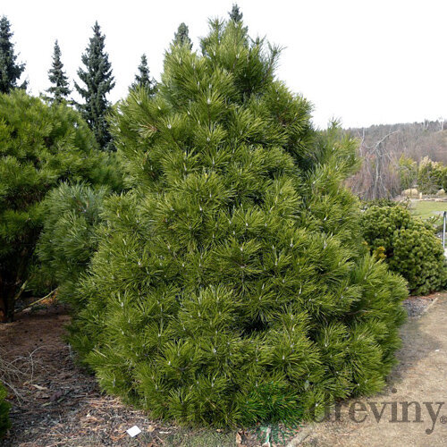 Borovica čierna Nana, výška 20/30 cm, v črepníku Pinus nigra Nana
