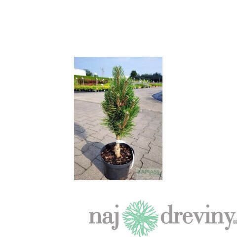 Borovica čierna Olesna, výška 20/30 cm, v črepníku 3l Pinus nigra Olesna