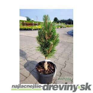 Borovica čierna Olesna, výška 20/30 cm, v črepníku 3l Pinus nigra Olesna