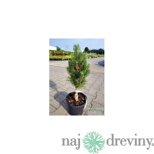 Borovica čierna Olesna, výška 20/30 cm, v črepníku 3l Pinus nigra Olesna