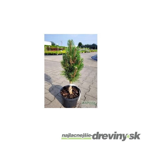 Borovica čierna Olesna, výška 20/30 cm, v črepníku 3l Pinus nigra Olesna