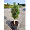Borovica čierna Olesna, výška 20/30 cm, v črepníku 3l Pinus nigra Olesna