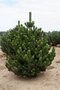 Borovica čierna Oregon Green, výška 30/40 cm, v črepníku 3l Pinus Nigra Oregon Green