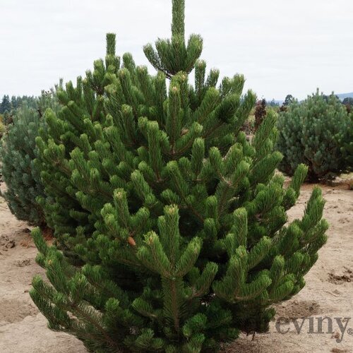 Borovica čierna Oregon Green, výška 30/40 cm, v črepníku 3l Pinus Nigra Oregon Green