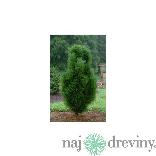 Borovica čierna Pyramidalis 80/100 cm, v črepníku Pinus nigra Pyramidalis