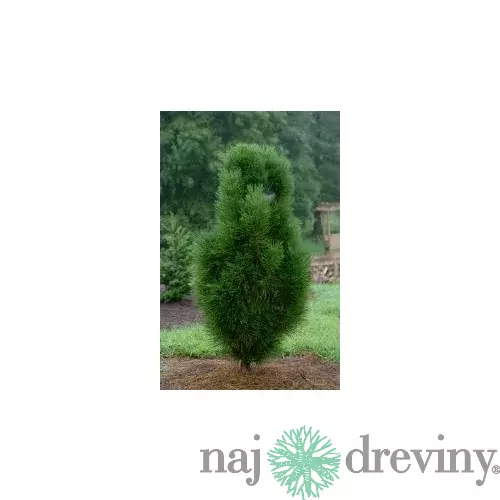Borovica čierna Pyramidalis 80/100 cm, v črepníku Pinus nigra Pyramidalis