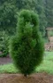 Borovica čierna Pyramidalis 80/100 cm, v črepníku Pinus nigra Pyramidalis