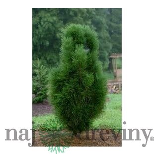 Borovica čierna Pyramidalis 80/100 cm, v črepníku Pinus nigra Pyramidalis