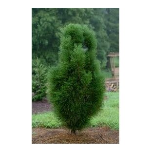 Borovica čierna Pyramidalis 80/100 cm, v črepníku Pinus nigra Pyramidalis