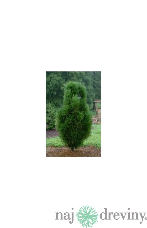 Borovica čierna Pyramidalis, výška 30/40 cm, v črepníku 3l Pinus nigra Pyramidalis