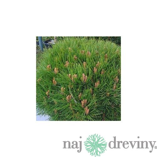 Borovica čierna Smaragd 20/30 cm, v črepníku Pinus nigra Smaragd