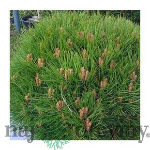 Borovica čierna Smaragd 20/30 cm, v črepníku Pinus nigra Smaragd