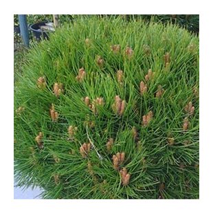 Borovica čierna Smaragd 20/30 cm, v črepníku Pinus nigra Smaragd