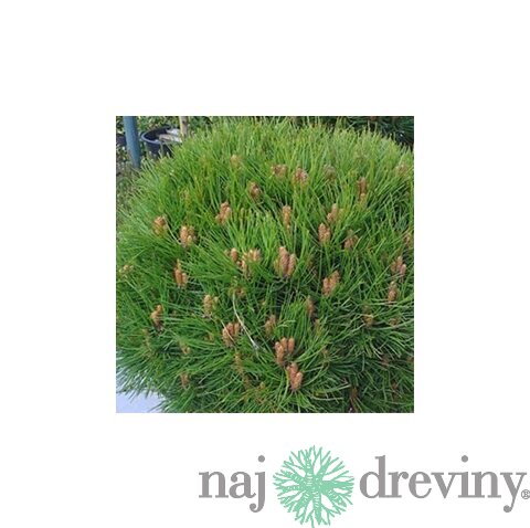 Borovica čierna Smaragd 20/30 cm, v črepníku Pinus nigra Smaragd