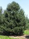 Borovica čierna subsp. nigra, výška 40/60cm, v črepníku Pinus nigra subsp. nigra