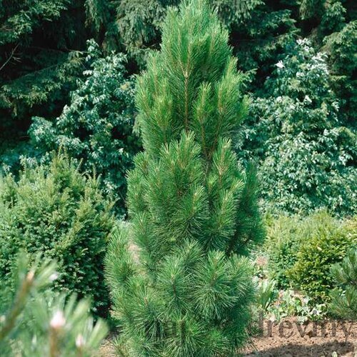 Borovica Green Tower, výška 110/130 cm, v črepníku 45l Pinus nigra Green Tower
