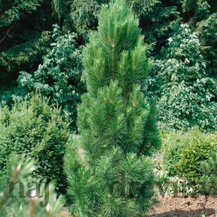 Borovica Green Tower, výška 110/130 cm, v črepníku 45l Pinus nigra Green Tower