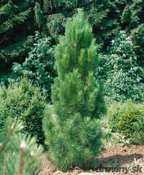 Borovica Green Tower, výška 110/130 cm, v črepníku 45l Pinus nigra Green Tower