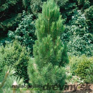 Borovica Green Tower, výška 110/130 cm, v črepníku 45l Pinus nigra Green Tower