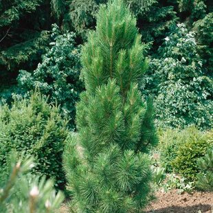 Borovica Green Tower, výška 110/130 cm, v črepníku 45l Pinus nigra Green Tower