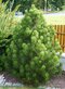 Borovica Heldreichova Malinki 30/40 cm v črepníku 3l Pinus heldreichii ‘Malinki‘