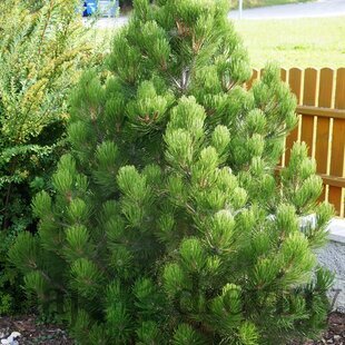 Borovica Heldreichova Malinki 30/40 cm v črepníku 3l Pinus heldreichii ‘Malinki‘