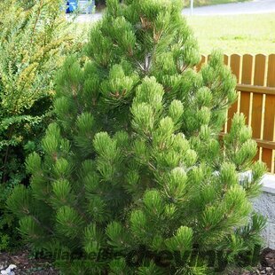 Borovica Heldreichova Malinki 30/40 cm v črepníku 3l Pinus heldreichii ‘Malinki‘
