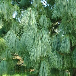 Borovica himalájska 25/35 cm, v črepníku 3l Pinus Wallichiana