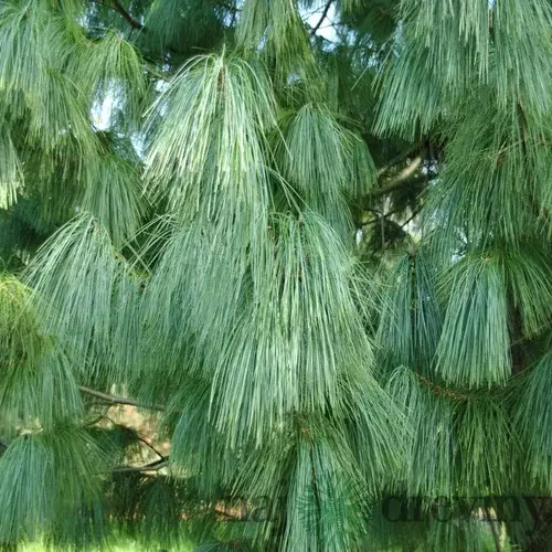 Borovica himalájska 25/35 cm, v črepníku 3l Pinus Wallichiana