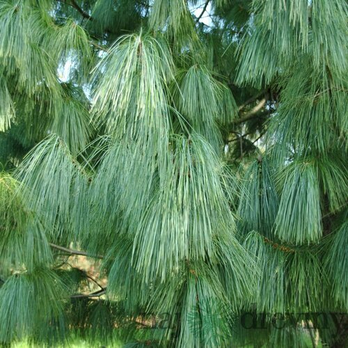 Borovica himalájska 25/35 cm, v črepníku 3l Pinus Wallichiana