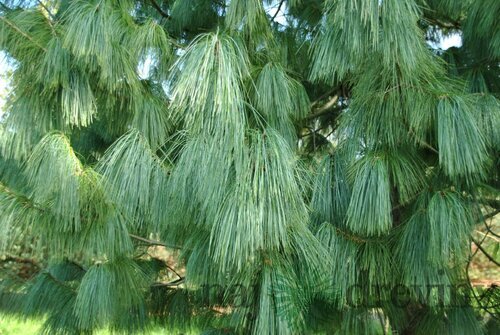 Borovica himalájska 25/35 cm, v črepníku 3l Pinus Wallichiana