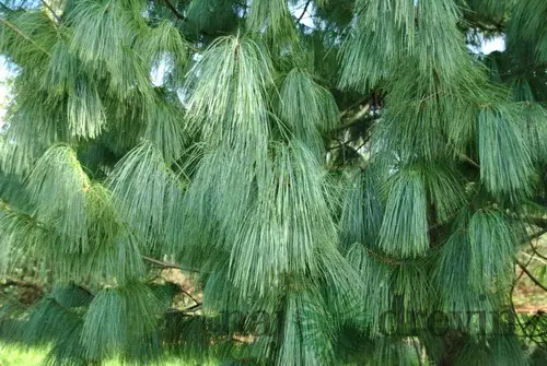 Borovica himalájska 25/35 cm, v črepníku 3l Pinus Wallichiana