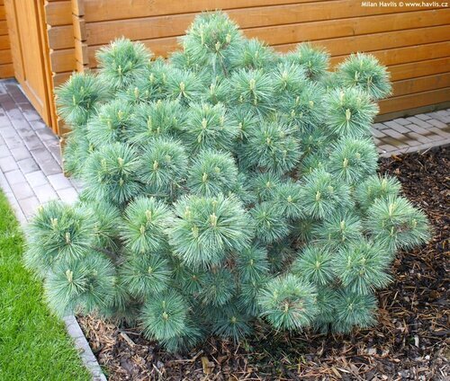 Borovica hladká 30/40 cm, v črepníku 3L Pinus strobus