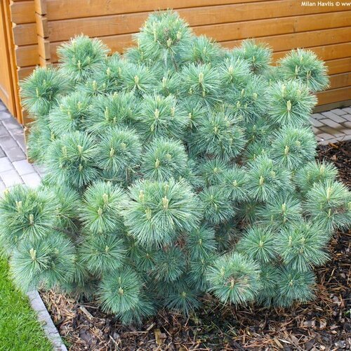 Borovica hladká 30/40 cm, v črepníku 3L Pinus strobus