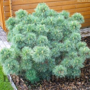Borovica hladká 30/40 cm, v črepníku Pinus strobus