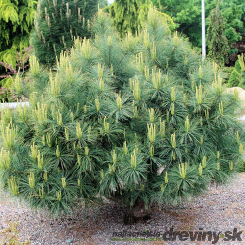 Borovica hladká Blue Shag, výška 35/45 cm, v črepniku 3l Pinus strobus ‘Blue Shag‘