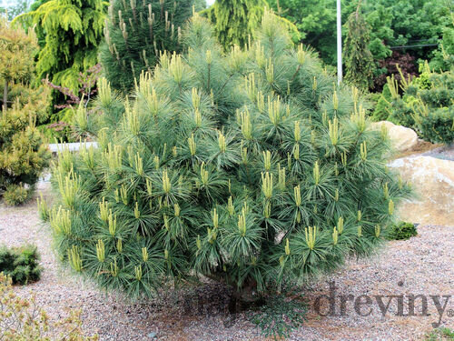 Borovica hladká Blue Shag, výška 35/45 cm, v črepniku 3l Pinus strobus ‘Blue Shag‘