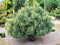 Borovica hladká Blue Shag, výška 35/45 cm, v črepniku 3l Pinus strobus ‘Blue Shag‘