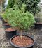 Borovica hladká Green Curls - zelená kučera na kmienku 40/50 cm, v črepníku 13l Pinus strobus ´Green Curls´