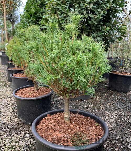 Borovica hladká Green Curls - zelená kučera na kmienku 40/50 cm, v črepníku 13l Pinus strobus ´Green Curls´