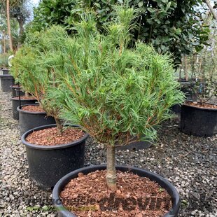 Borovica hladká Green Curls - zelená kučera na kmienku 40/50 cm, v črepníku 13l Pinus strobus ´Green Curls´