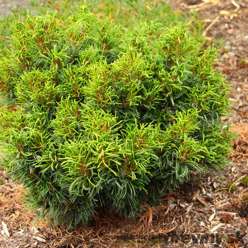 Borovica hladká Green Twist, výška 20/30 cm, v črepníku 3l Pinus strobus Green Twist