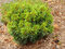 Borovica hladká Green Twist, výška 20/30 cm, v črepníku 3l Pinus strobus Green Twist