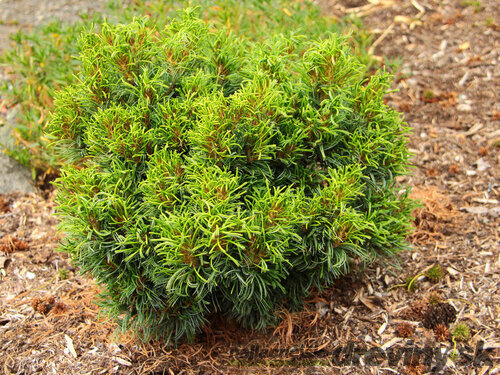 Borovica hladká Green Twist, výška 20/30 cm, v črepníku 3l Pinus strobus Green Twist