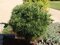 Borovica hladká Minima, výška 20/30 cm, v črepníku 3l Pinus strobus Minima