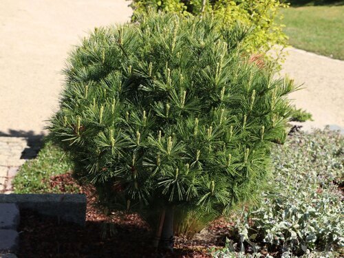 Borovica hladká Minima, výška 20/30 cm, v črepníku 3l Pinus strobus Minima