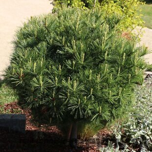 Borovica hladká Minima, výška 20/30 cm, v črepníku 3l Pinus strobus Minima