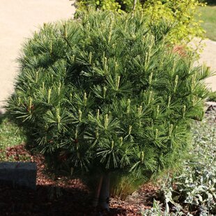 Borovica hladká Minima, výška 20/30 cm, v črepníku 3l Pinus strobus Minima